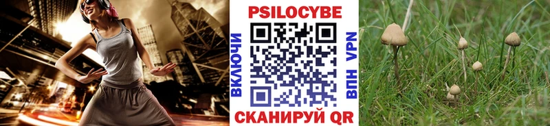 дарнет шоп  Боготол  Псилоцибиновые грибы мицелий 